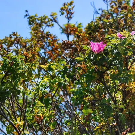 Edmer - 50m From The Sea By Interhome *